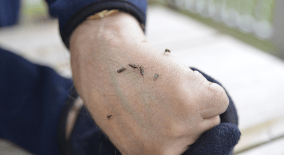 pest control pretoria showing a hand with mosquitoes