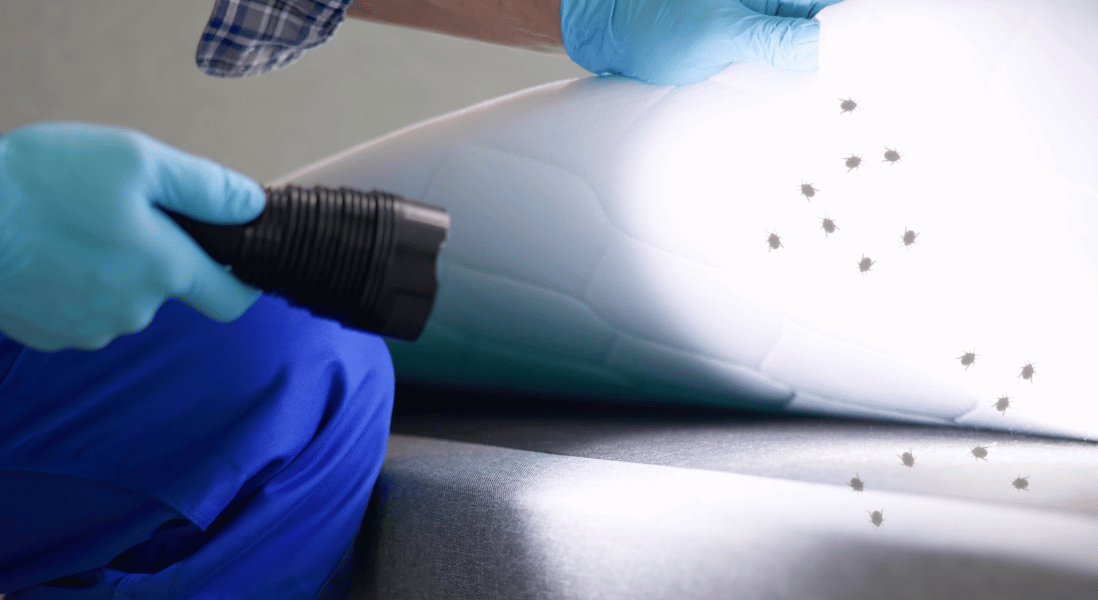 fumigation services in cape town runs a mattress inspection , torch , bugs