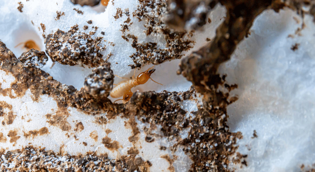 termites building up in the wood furniture and surrounded by a fungi  