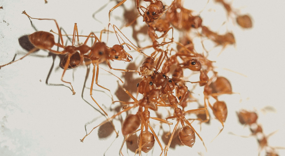 ants fighting for bread crumps