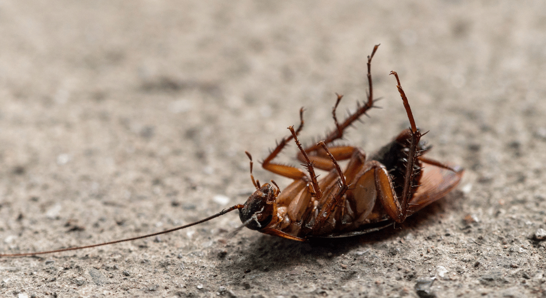 cockroach lying back on the ground