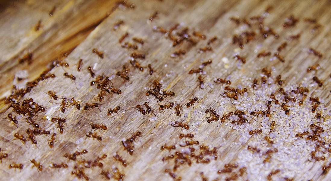 common pests in port elizabeth like carpenter ants