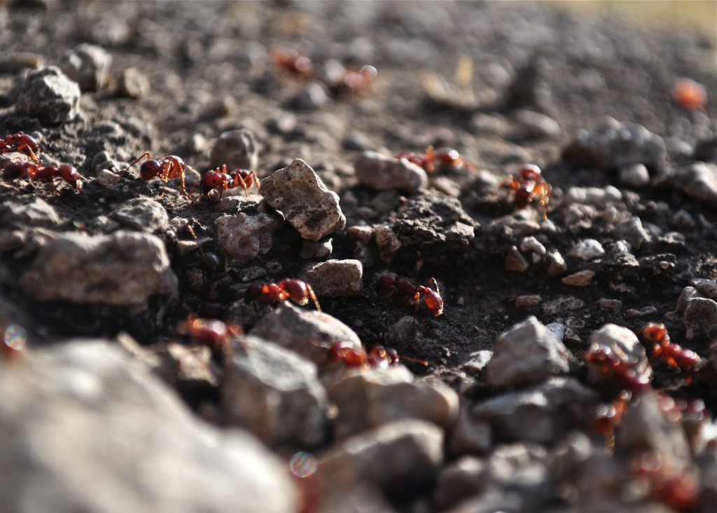 brown and black stones on ground