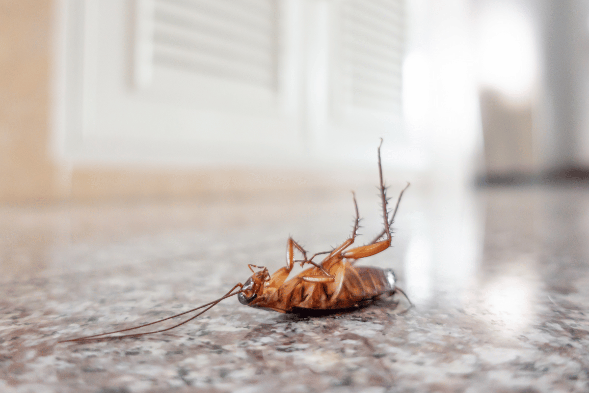 dead cockroach upside down