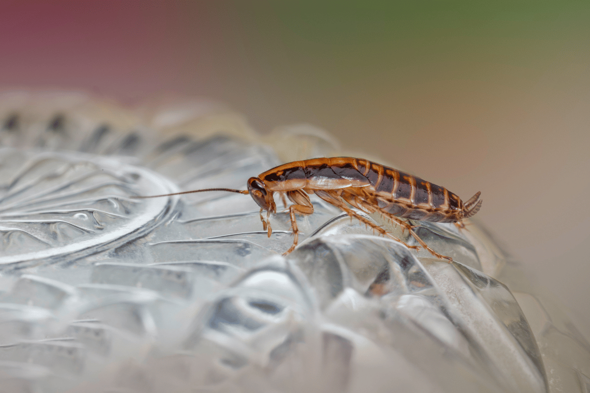 cockroach crawling in the base of the upside down drinking glass