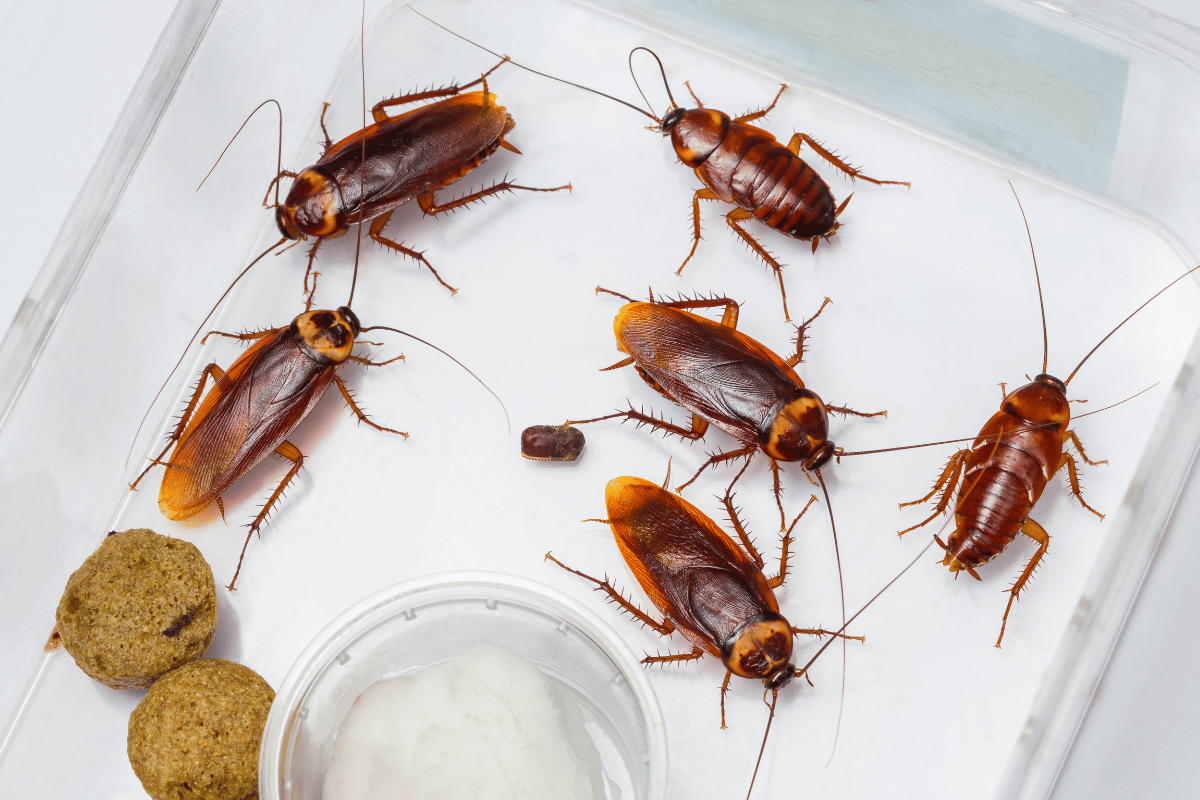 cockroaches all over the white kitchen counter