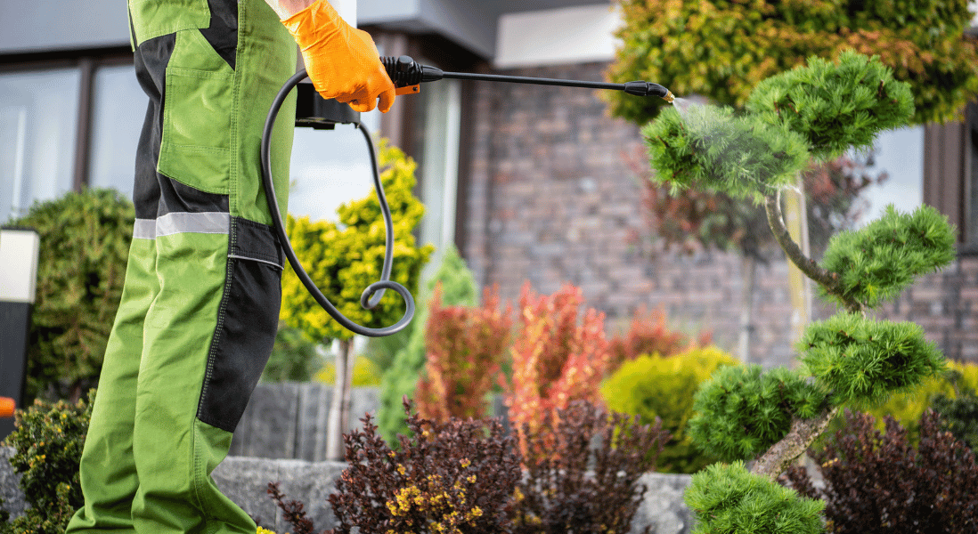 garden flowers , man spraying a green garden