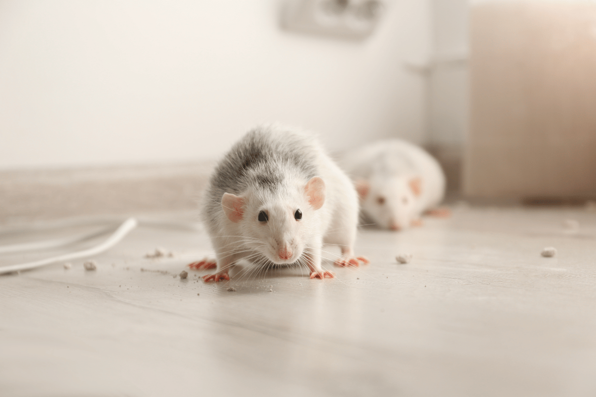 mouses damaging the property at home