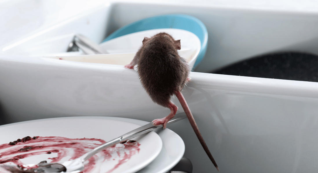 mice inside the sink full of dirty dishes