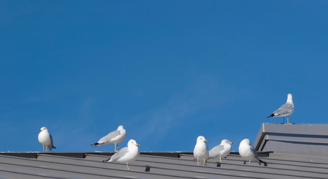 white and greyish birds on top of the roof