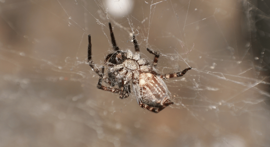 dark greyish spider , crawling on the web inside the house , lighting bulb on the background