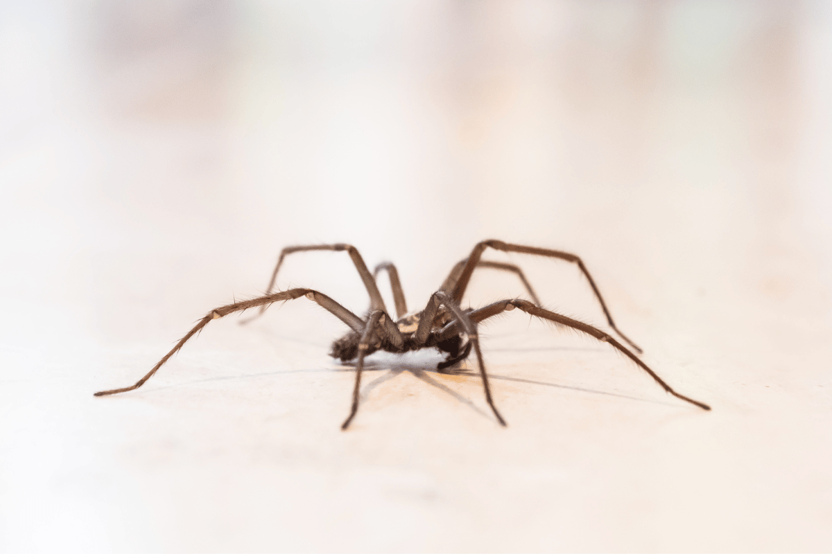 dark grey spider crawling on the shinny & clean floor, inside the house