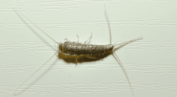 How To Get Rid Of Fish Moths In SA Homes | Easy Solutions