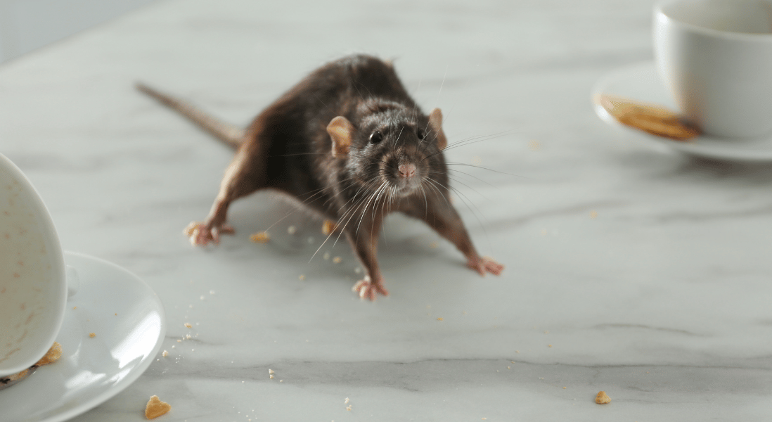 a rat on top of the table , white tea cup , small plate , biscuits