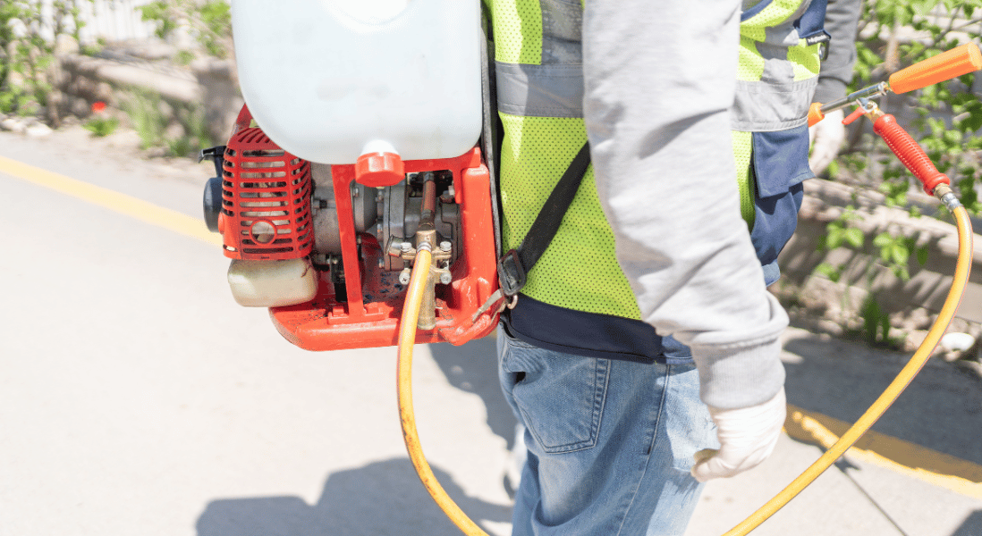 master pest control with 5 expert tips from professionals