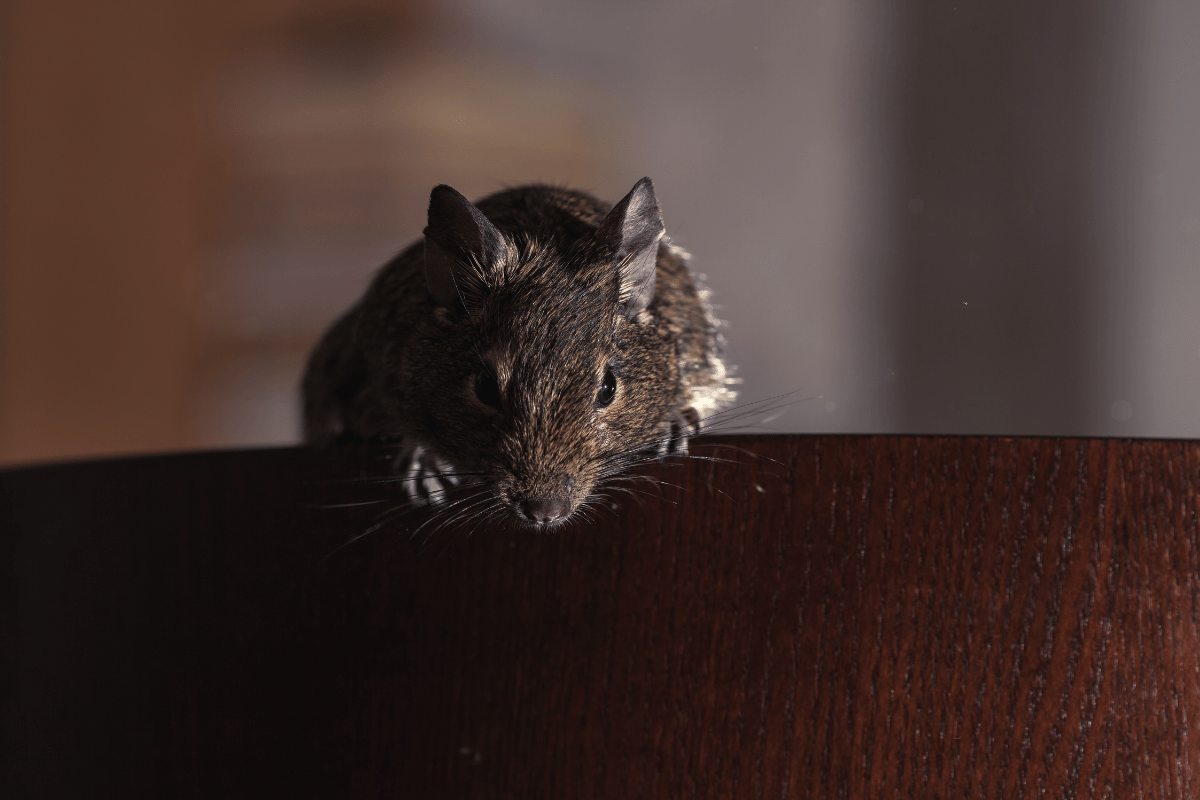 rodent control methods for every business to avoid rats