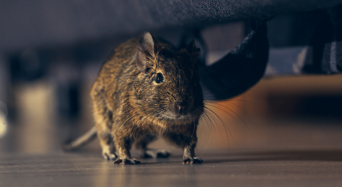 rat under the couch best tip off on rodent control methods for every business
