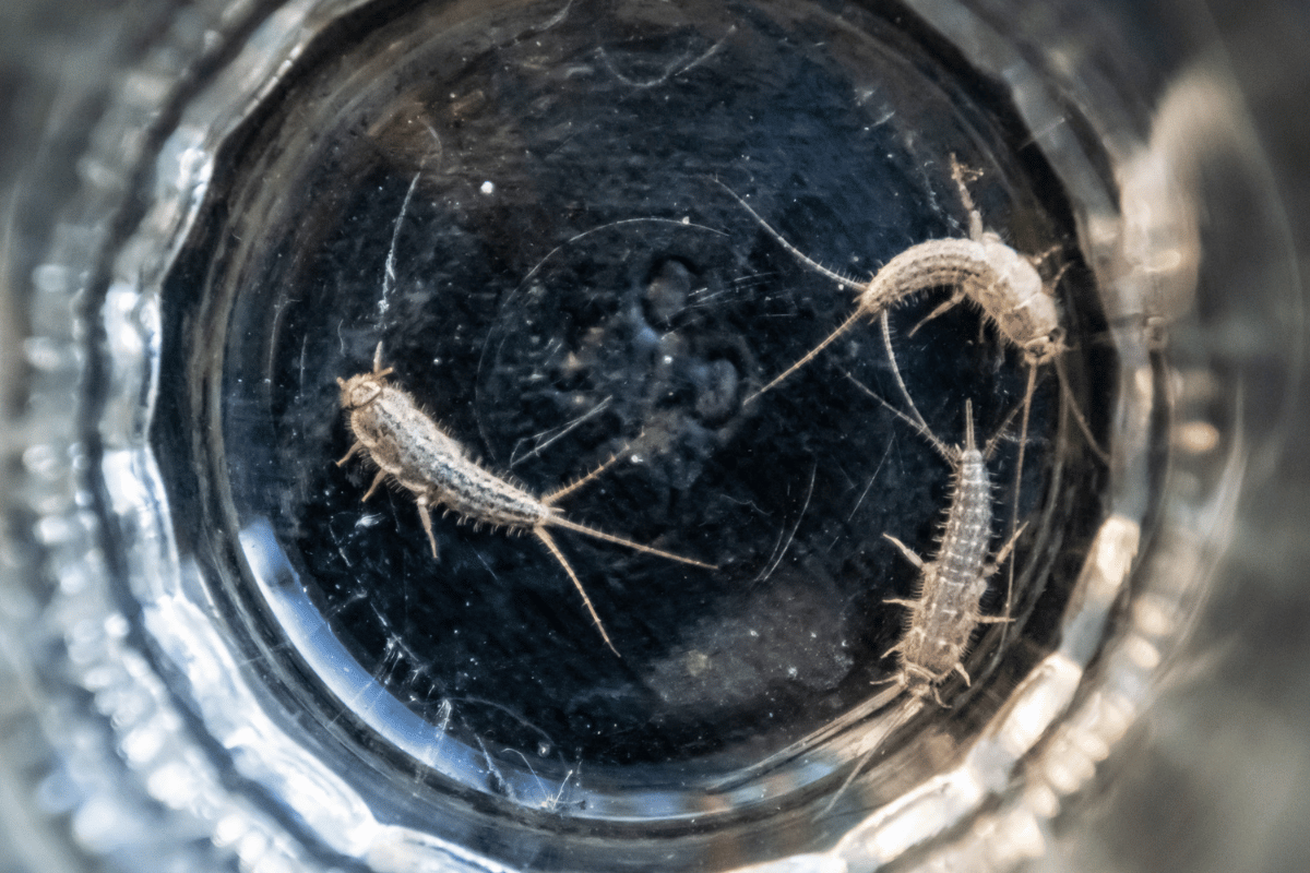 banish fish moths in your glass