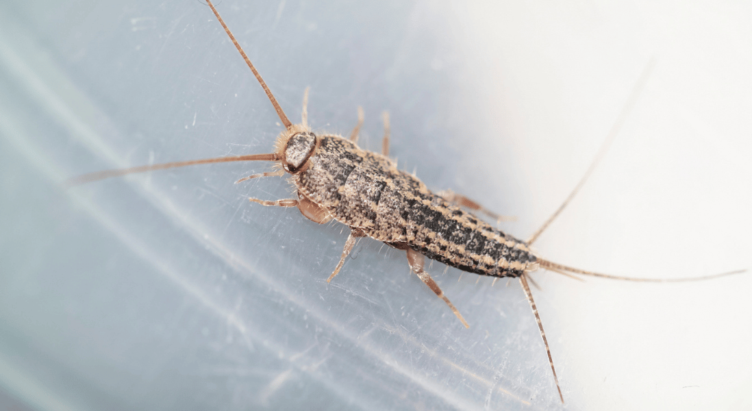 banish fish moths for good 