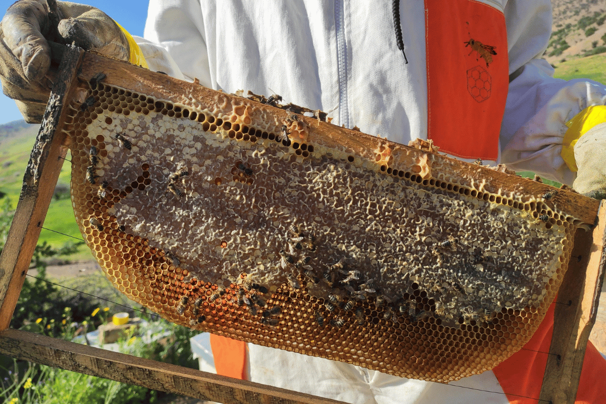 man holding a nest for bee safe holdings