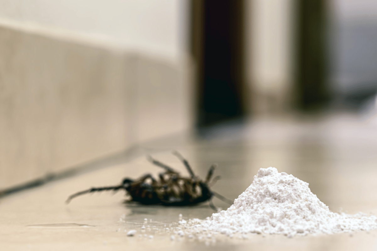 pest control tips for using organic powder to keep pest away
