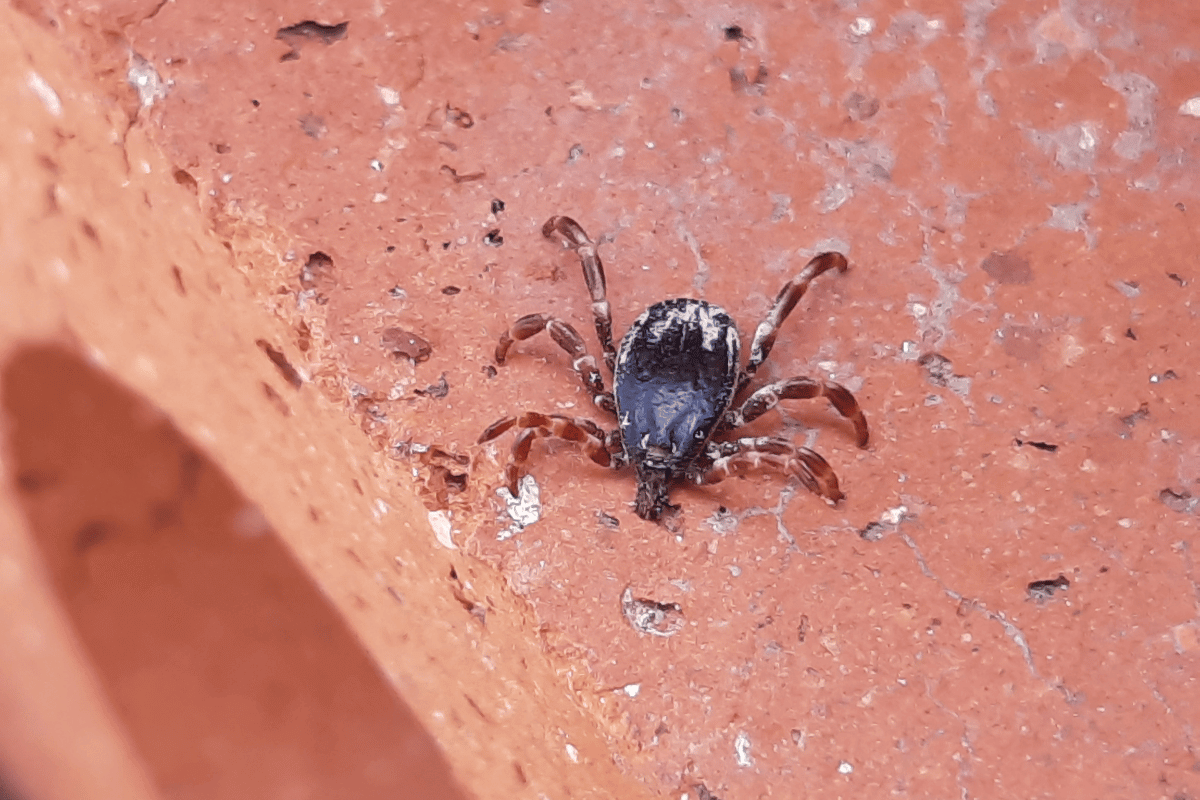 ways to combat bird mite infestation in a brick