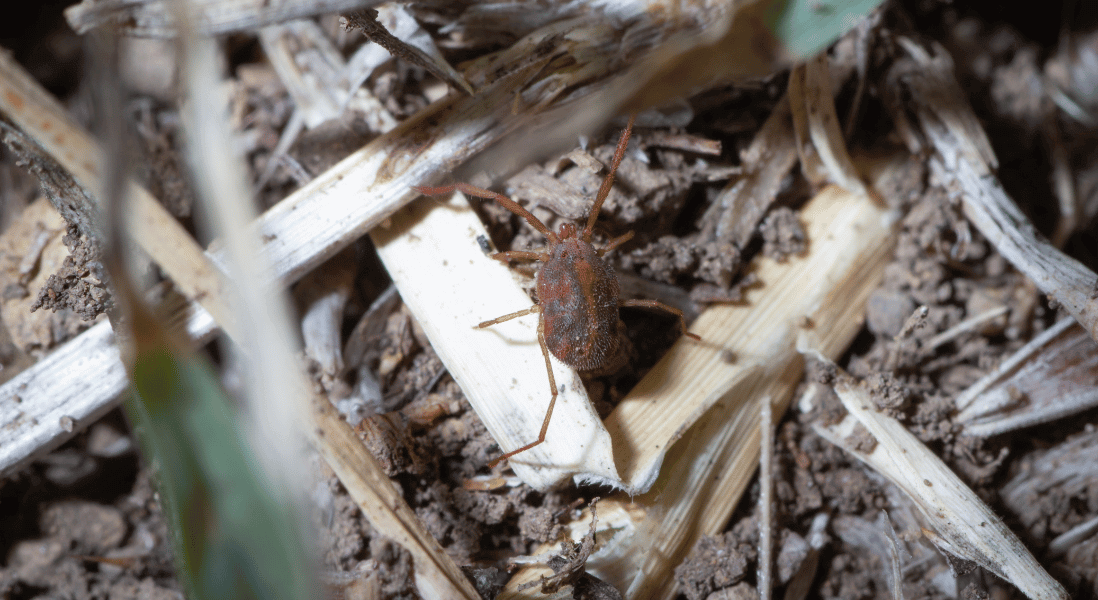 ways to combat bird mite infestation on the plants feed