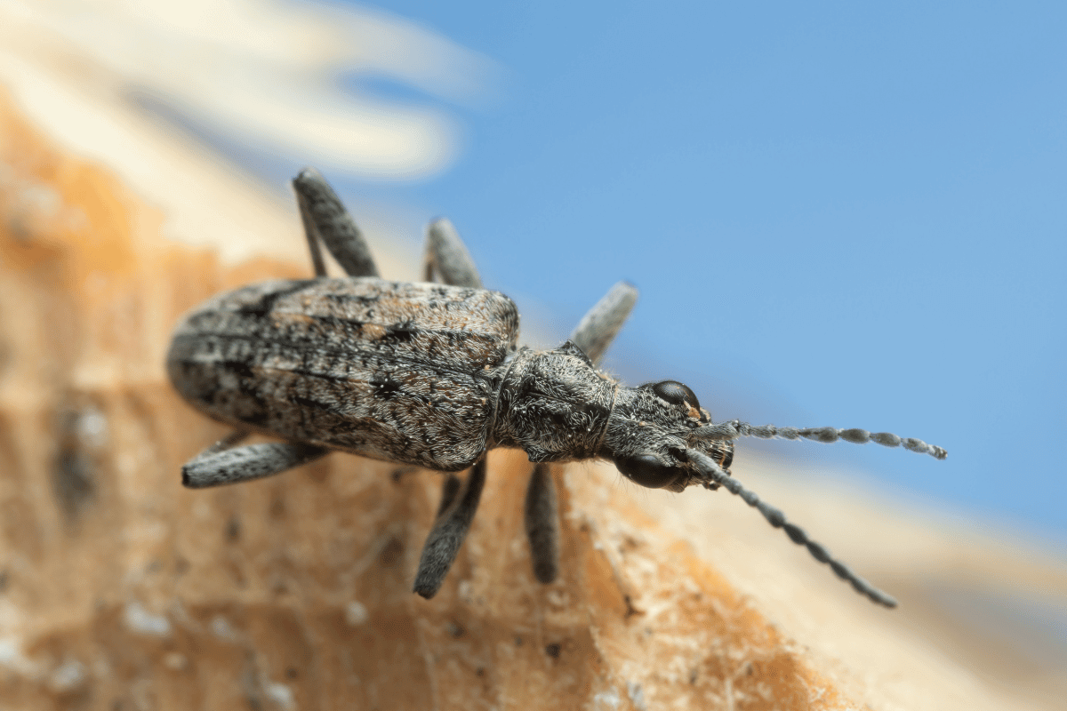 wood borer certification impact