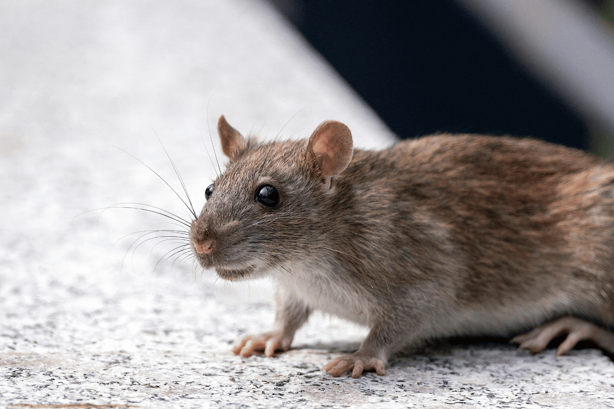 deter rats from your compost bins & keep surfaces clean