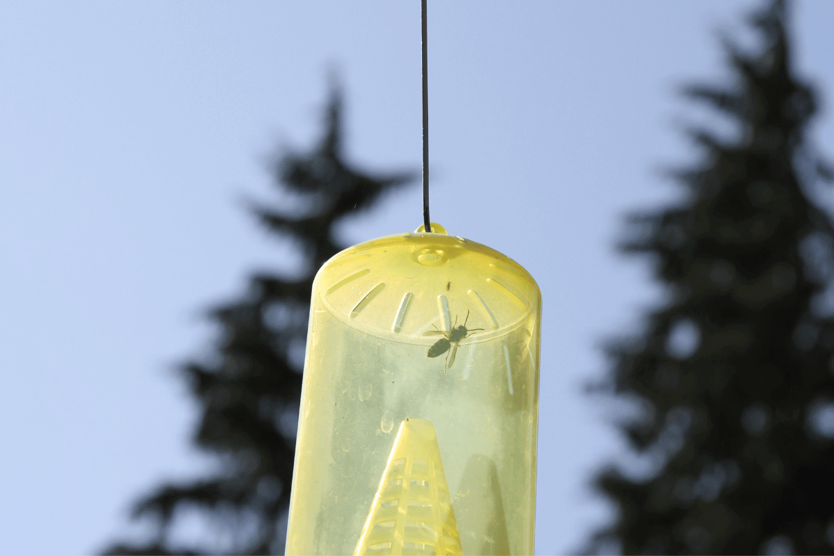 ecocatch outdoor fly control hanging in the tree