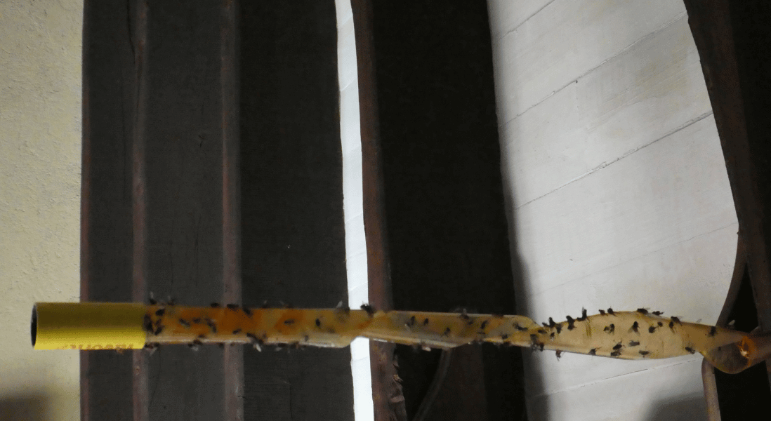 ecocatch outdoor fly control methods