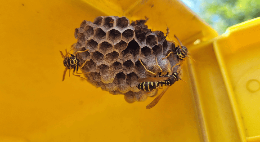 facts about bees and wasps hidden place