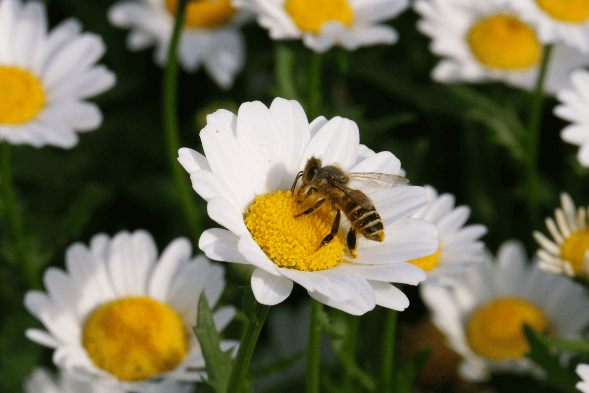 facts about bees and wasps , flowers