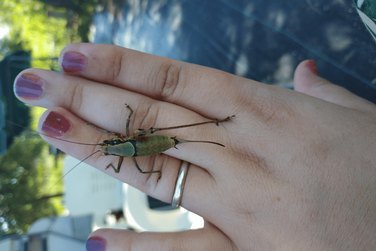natural ways to get rid of crickets with ease