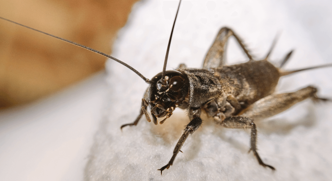 natural ways to get rid of crickets at home