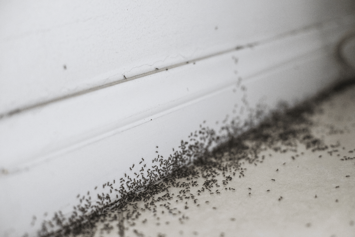winter ants invade your business spreading on the surfaces