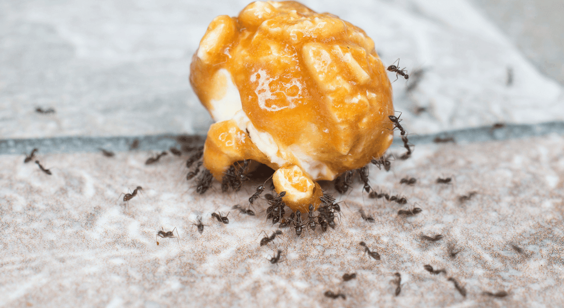 winter ants invade your business hygiene
