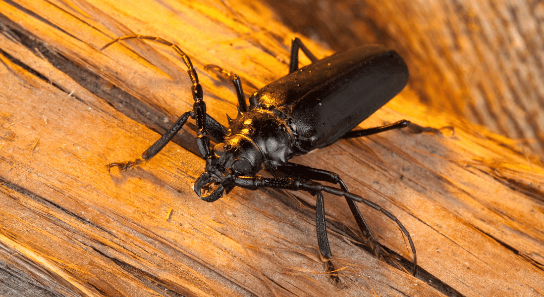 wood borer certification for your environment