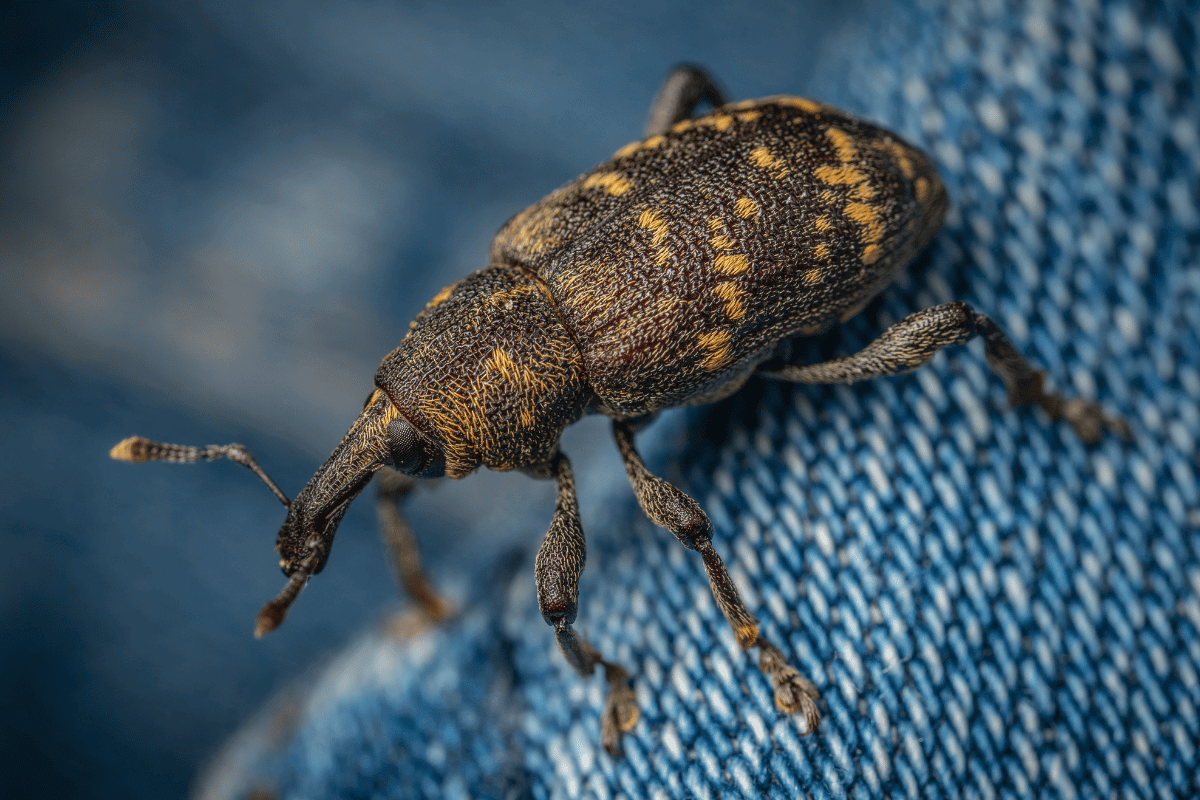 eliminate pantry pests in cape town from your couch