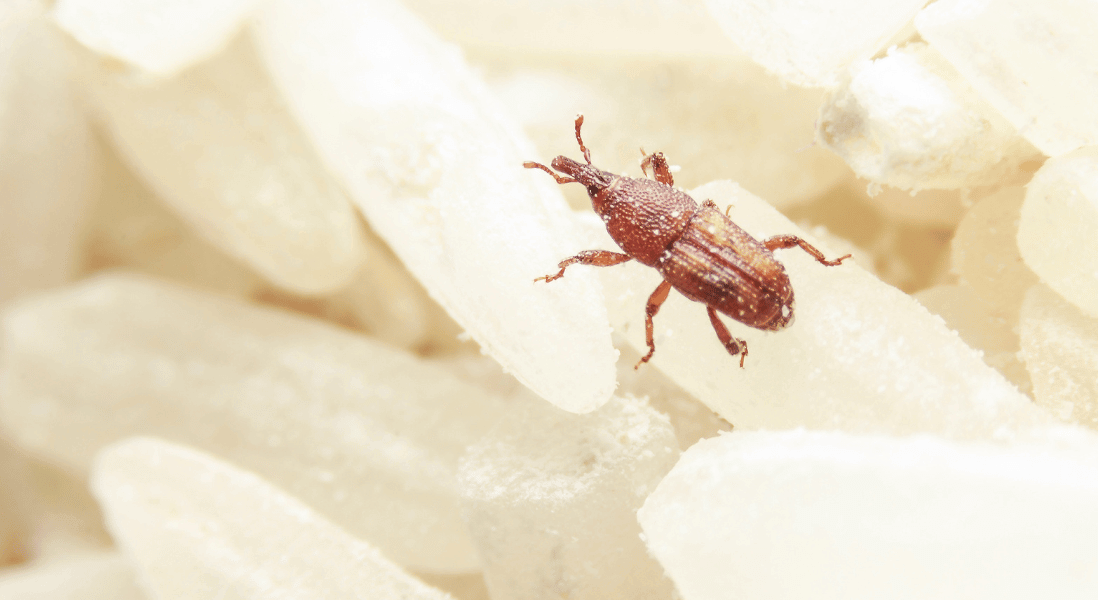 eliminate pantry pests in cape town with ease