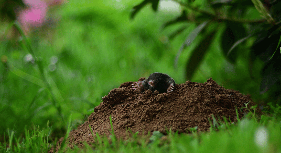 moles removal in cape town away from your home garden