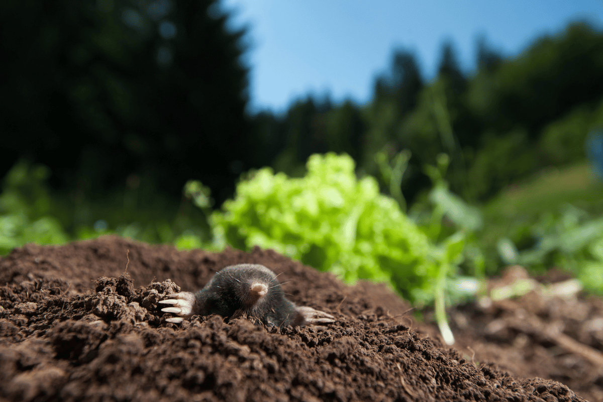 ground moles removal in cape town