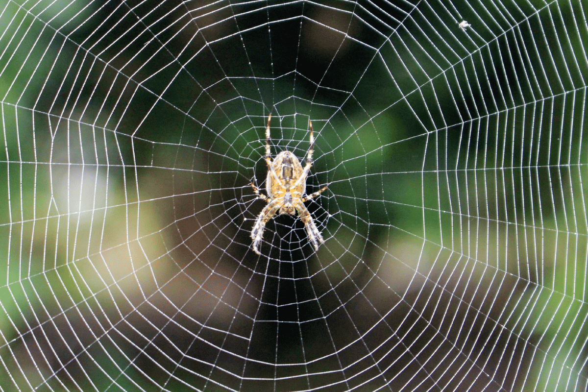 natural ways to keep spiders away ease like a web