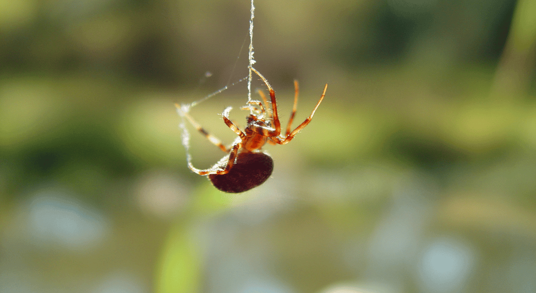 outdoor natural ways to keep spiders away