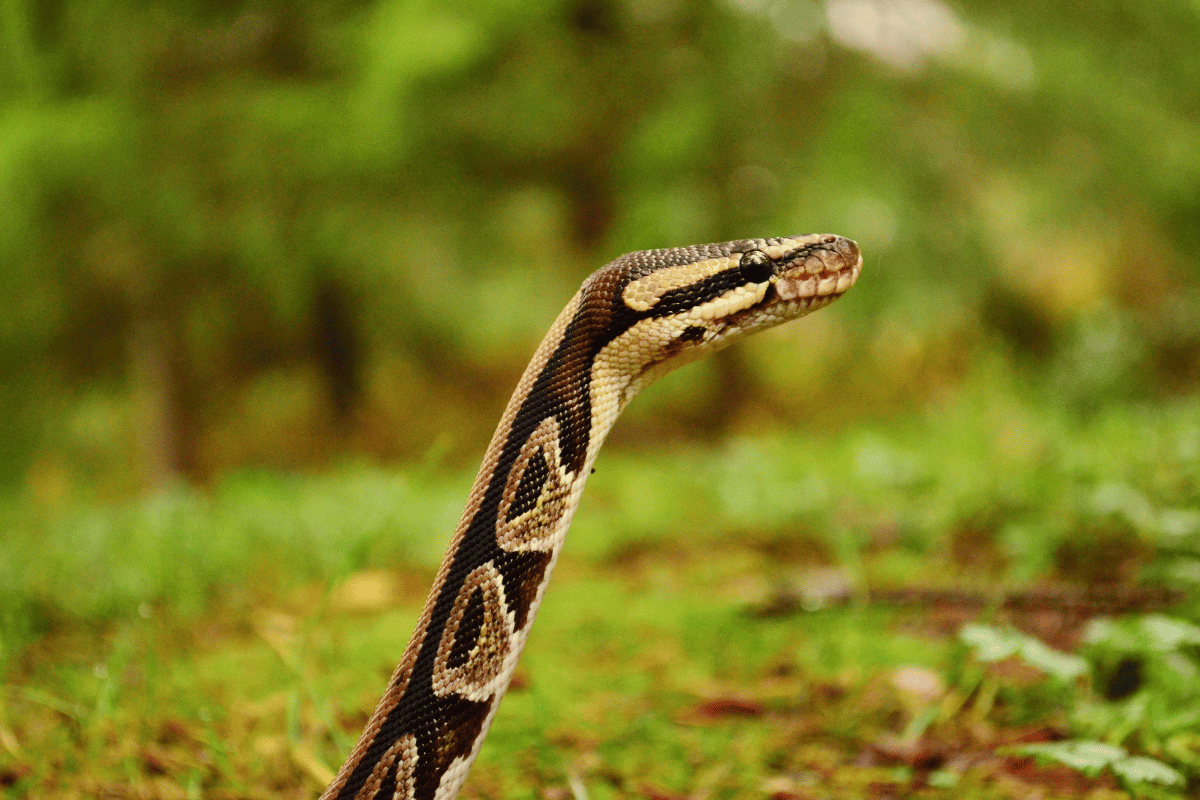 snake control methods that work naturally