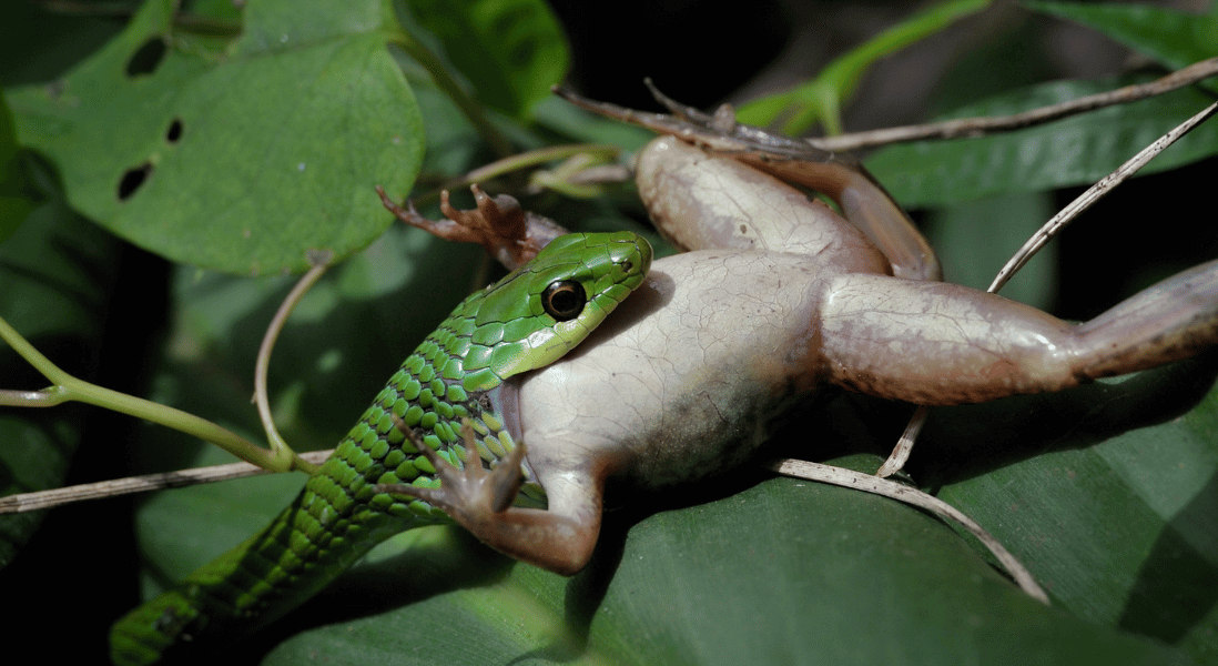 snake control methods that work even in bushes