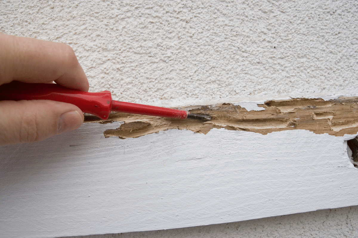 treat wood against termites eating it