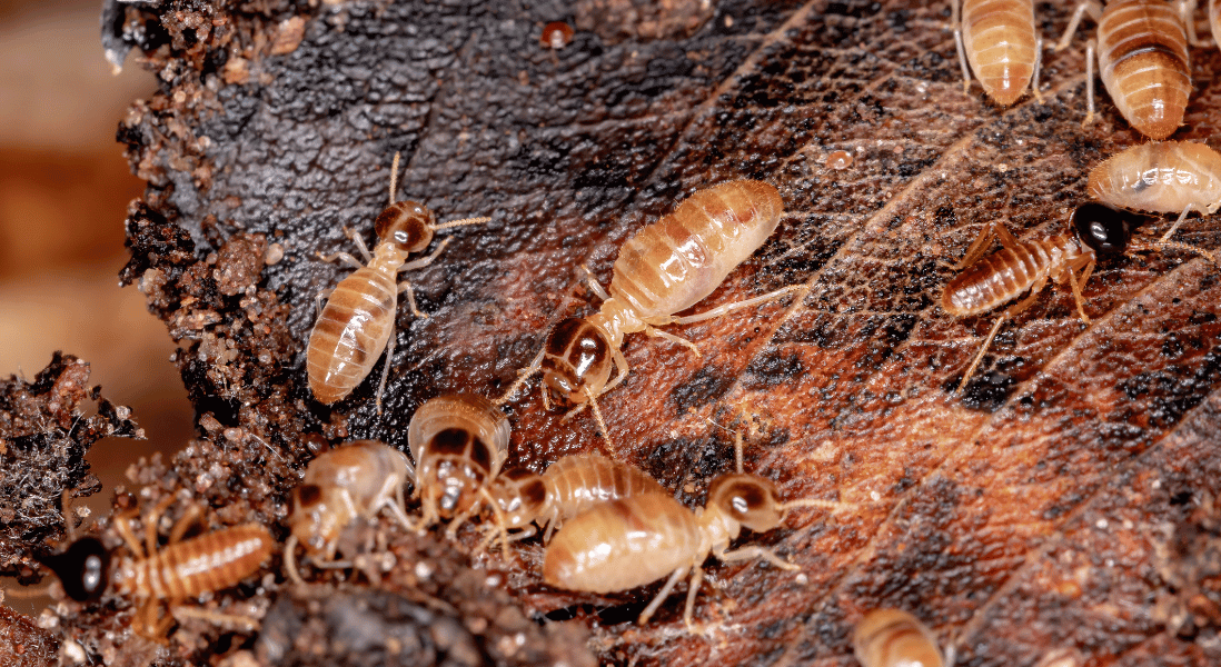 treat wood against termites destroying it