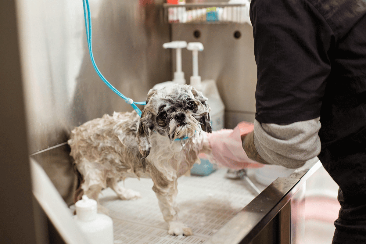bathing your dog is so essential for fluffy small dogs