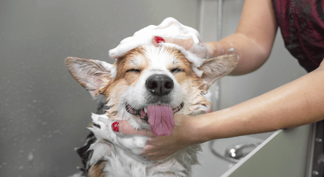 bathing your dog is so essential & it feels good
